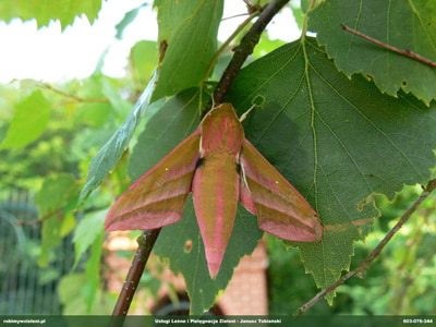 ZAWISAK MOTYL 